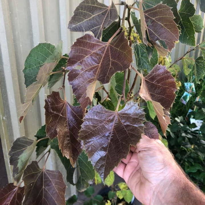 Tilia henreyana Purple Love 1