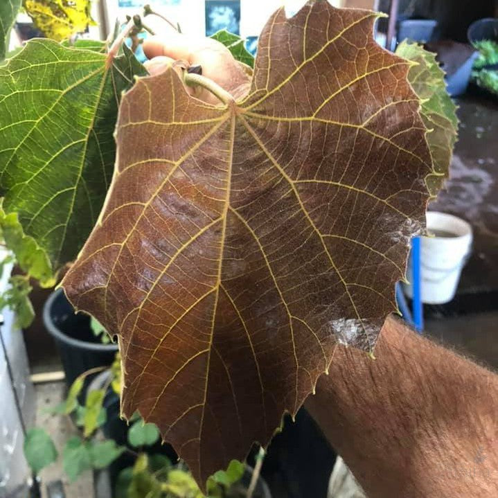 Tilia henreyana Purple Love 2