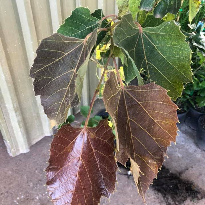 Tilia henreyana Purple Love 3