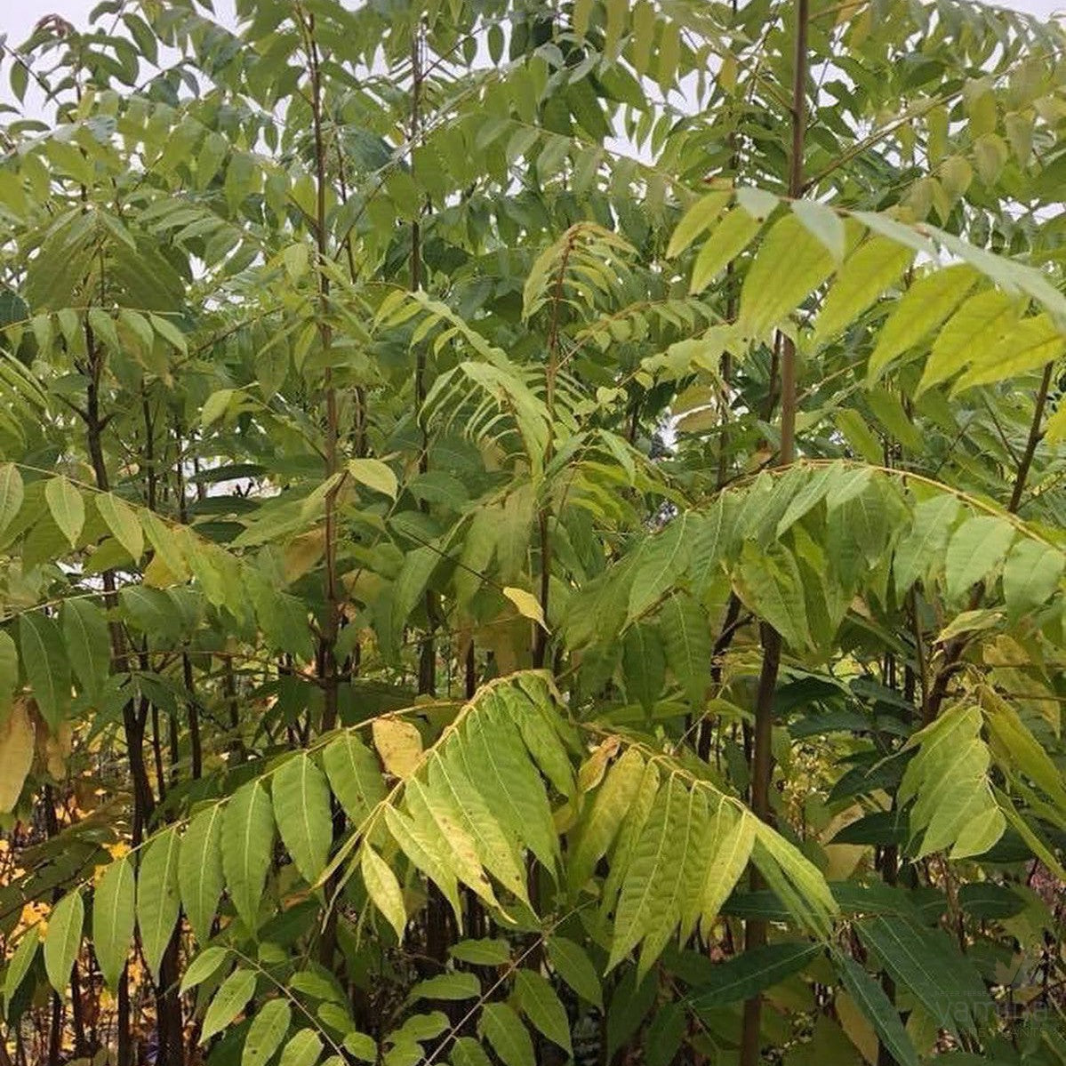 Toona ciliata 1