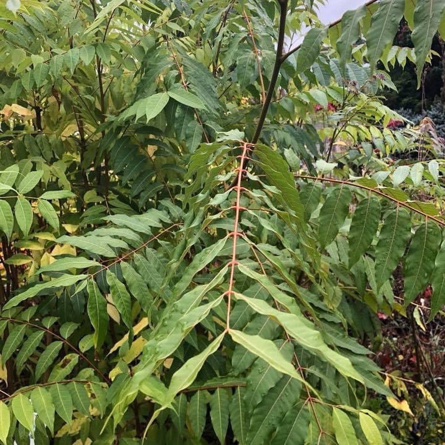 Toona ciliata (syn Australis)