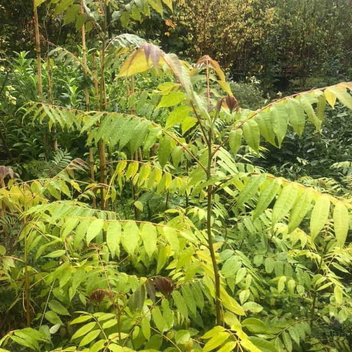 Toona ciliata 4