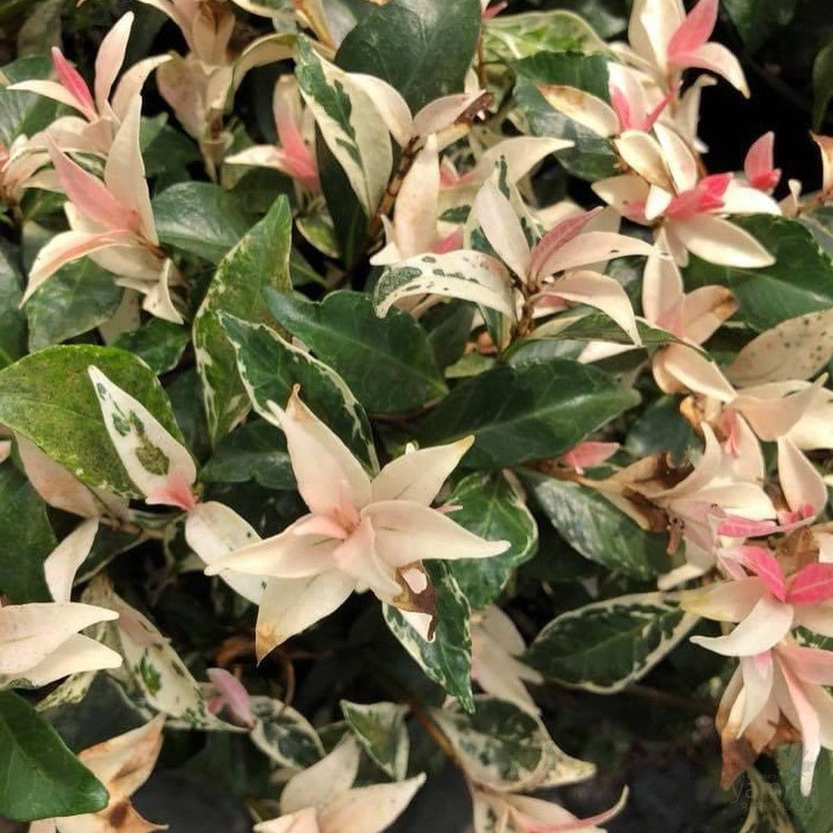Trachelospermum jasminoides Minuta Variegata 1