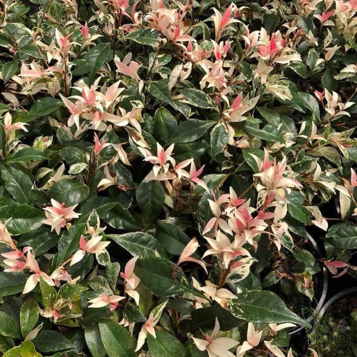 Trachelospermum jasminoides Minuta Variegata 2