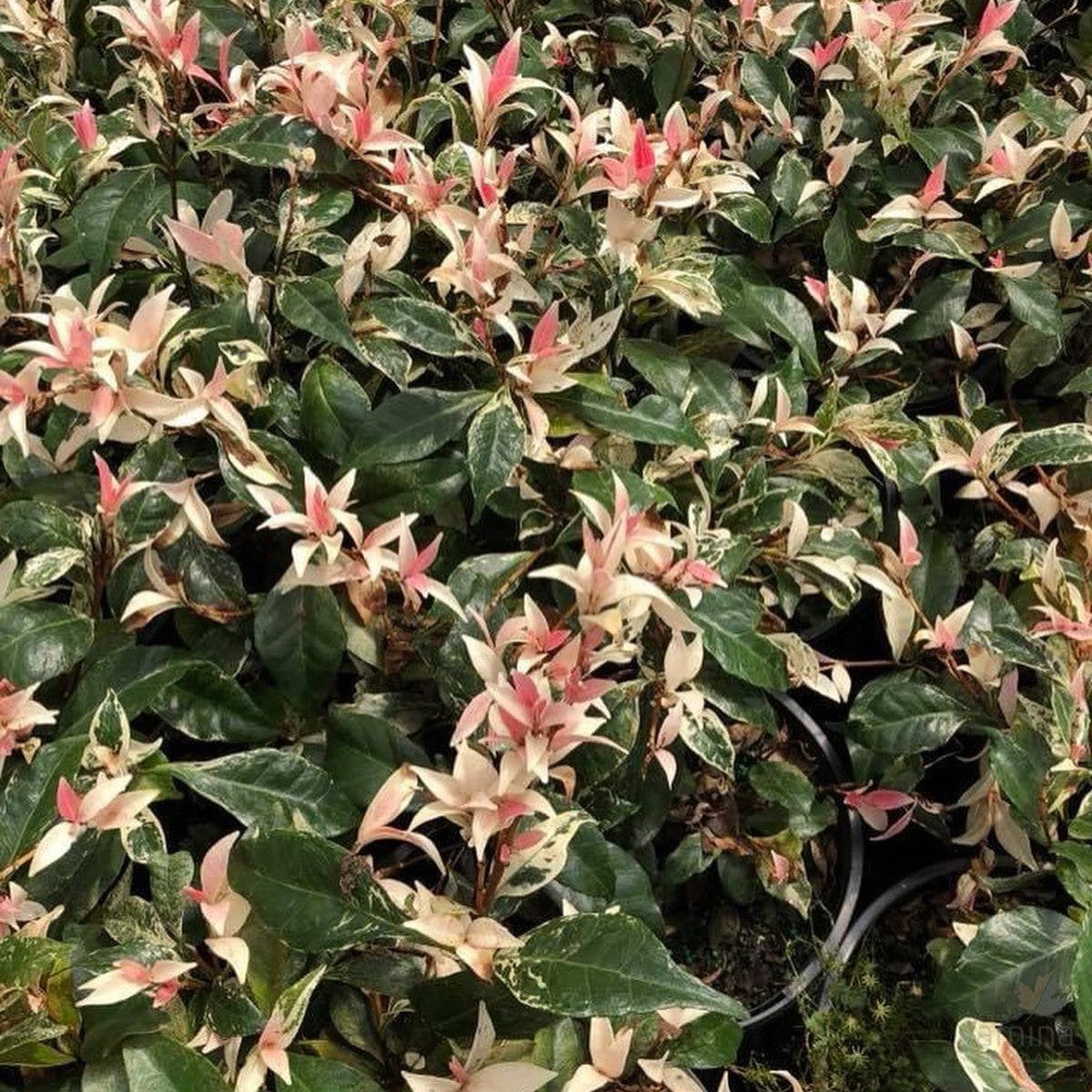 Trachelospermum jasminoides Minuta Variegata 3