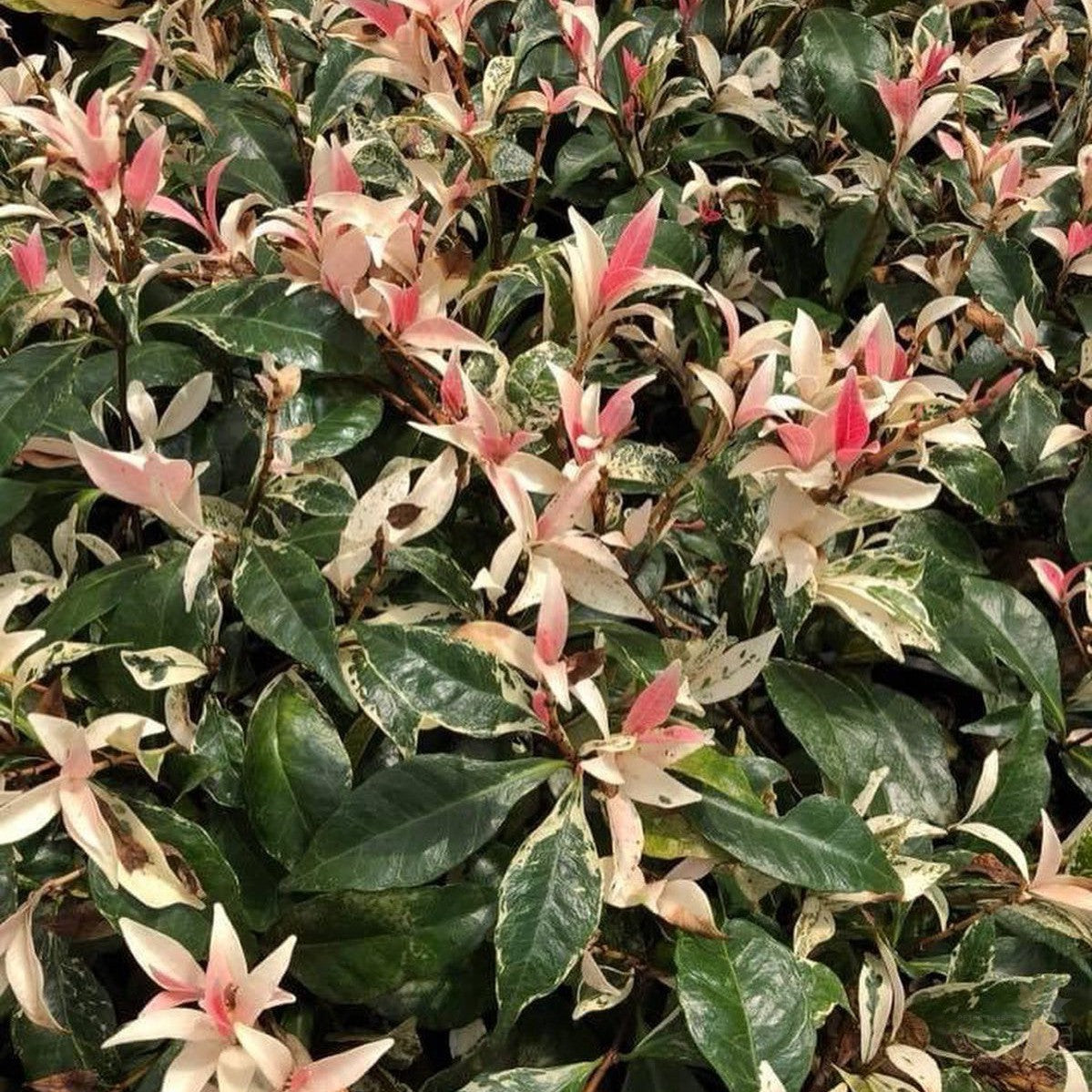 Trachelospermum jasminoides Minuta Variegata 4