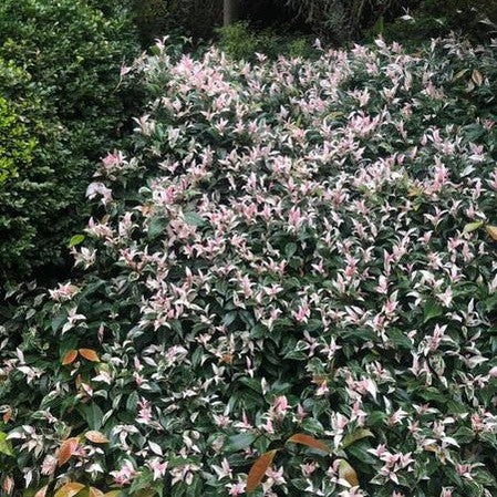 Trachelospermum jasminoides Minuta Variegata 5