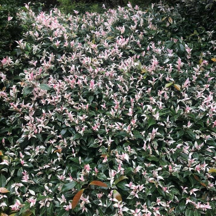 Trachelospermum jasminoides Minuta Variegata 6