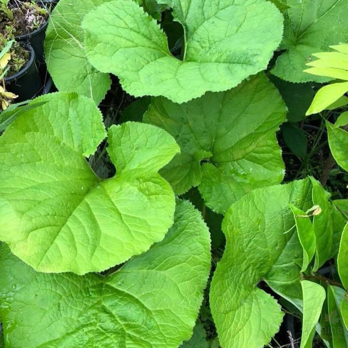 Trachystemon orientalis 1