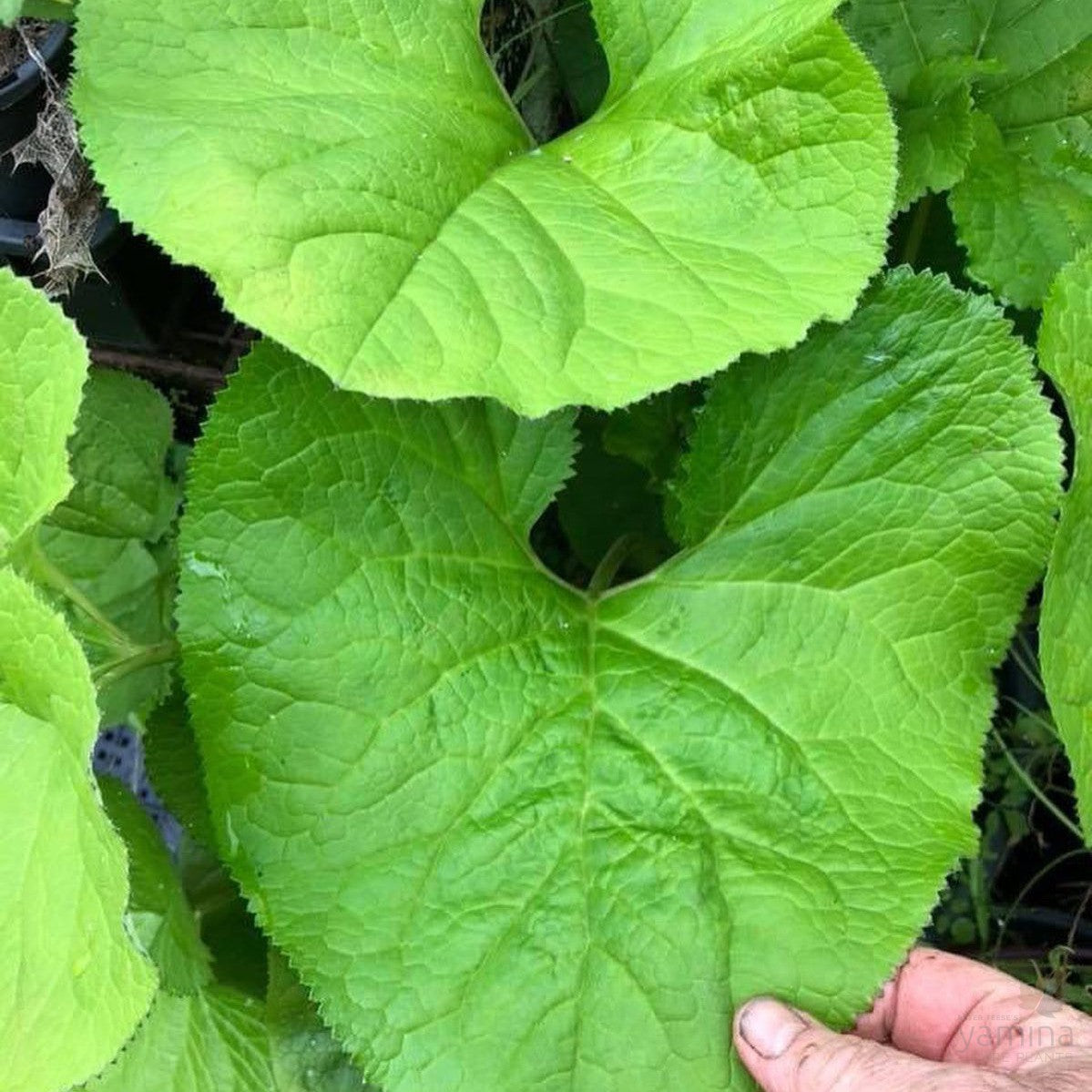 Trachystemon orientalis 2