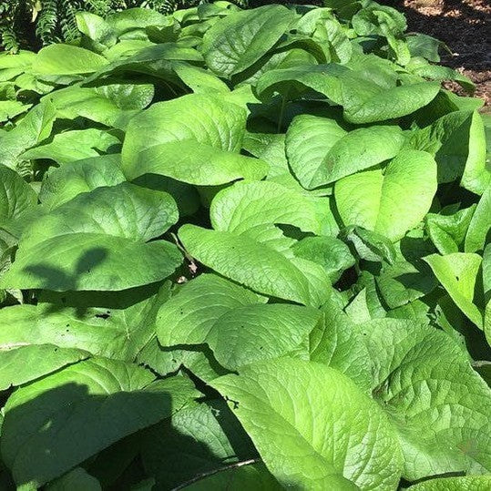 Trachystemon orientalis 3