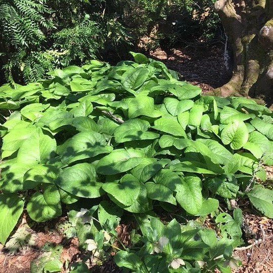 Trachystemon orientalis 4