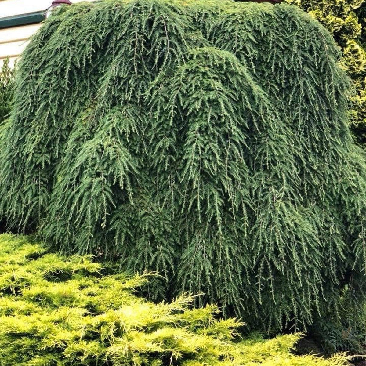 Tsuga canadensis Pendula 4