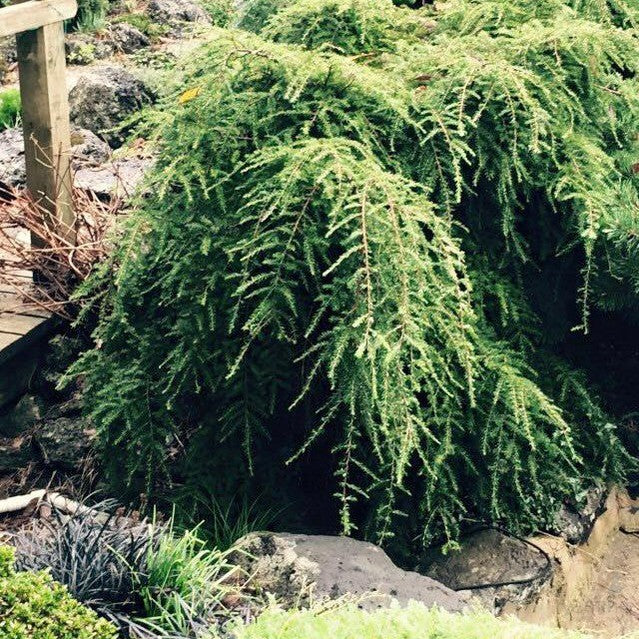 Tsuga canadensis Pendula 5
