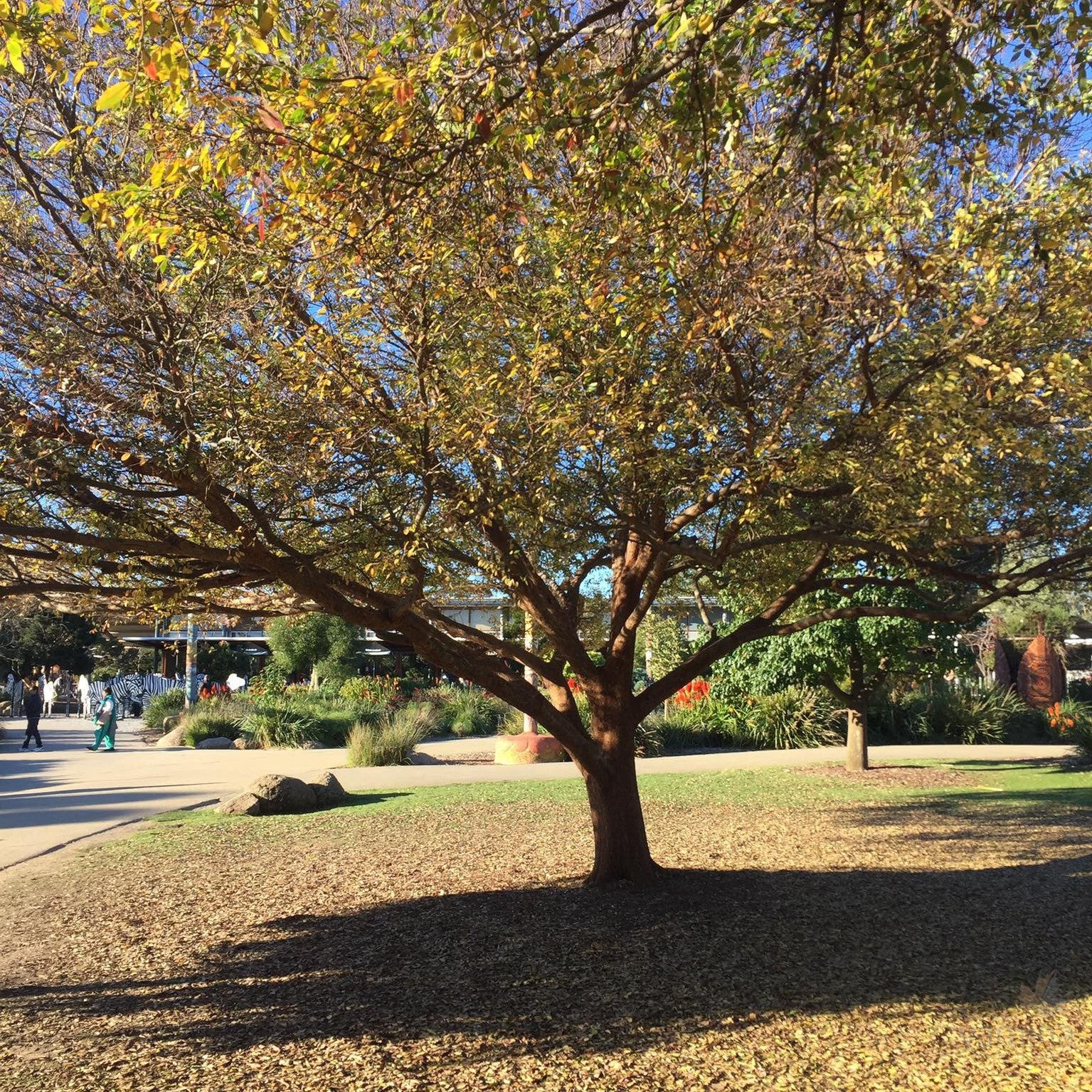 Ulmus parvifolia 1