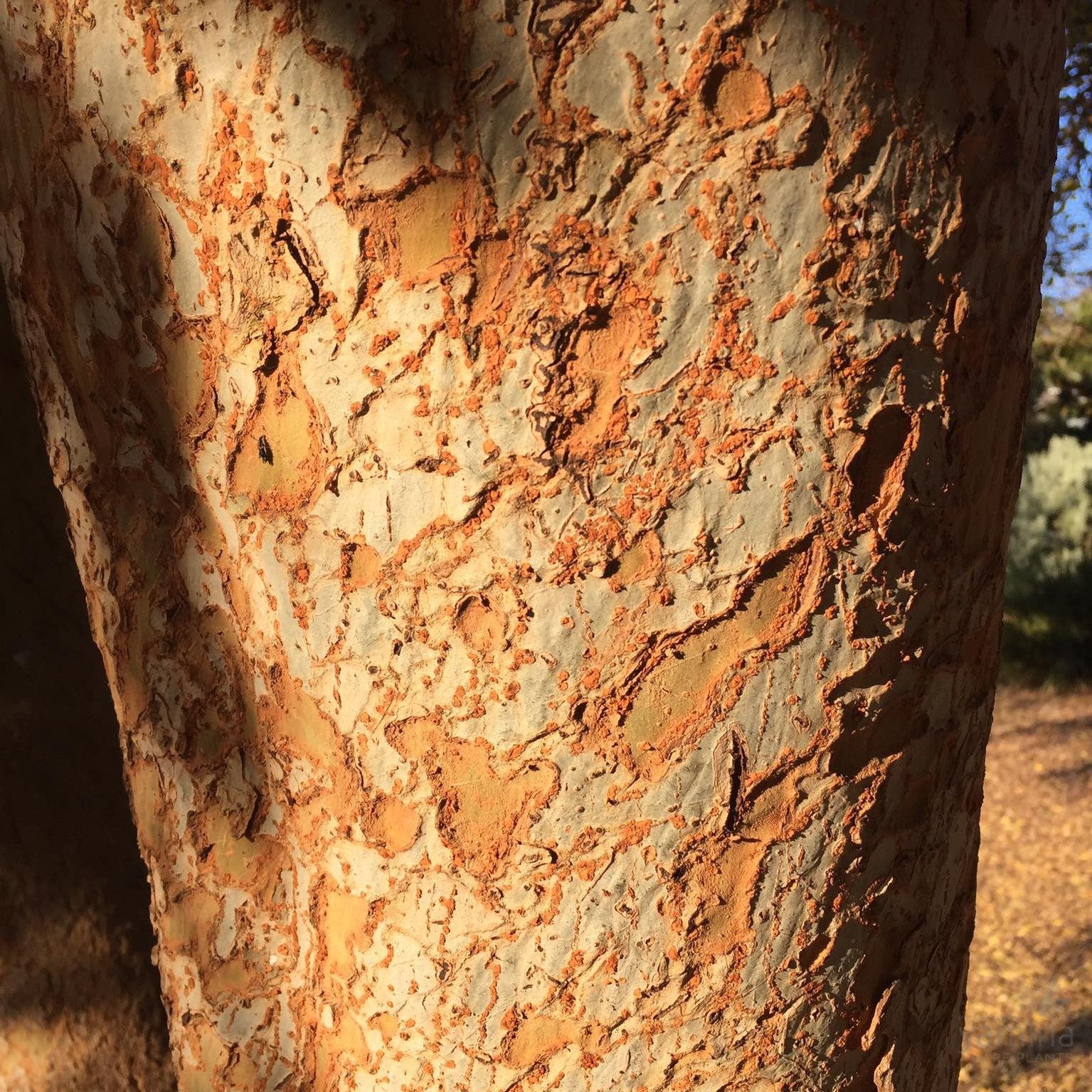 Ulmus parvifolia 2