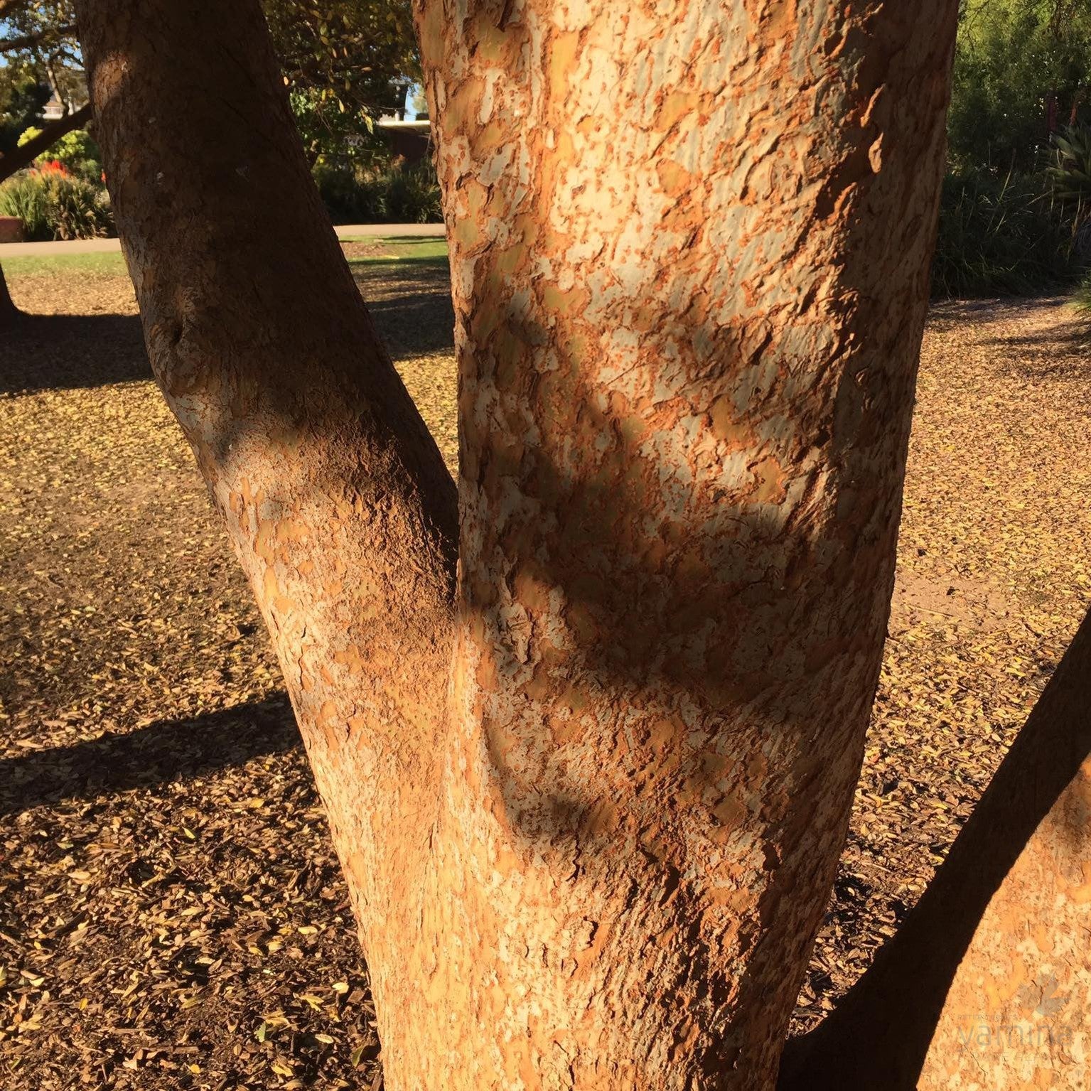 Ulmus parvifolia 3