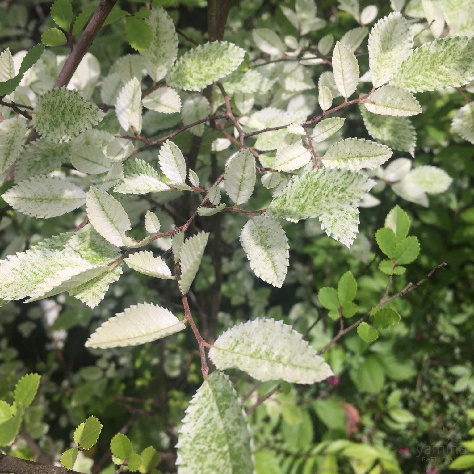 Ulmus parvifolia Frosty 1