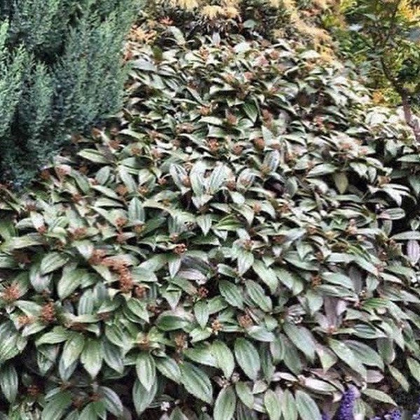 Viburnum davidii 3