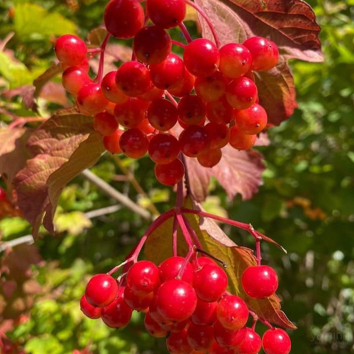 Viburnum opulus Notcutts 1