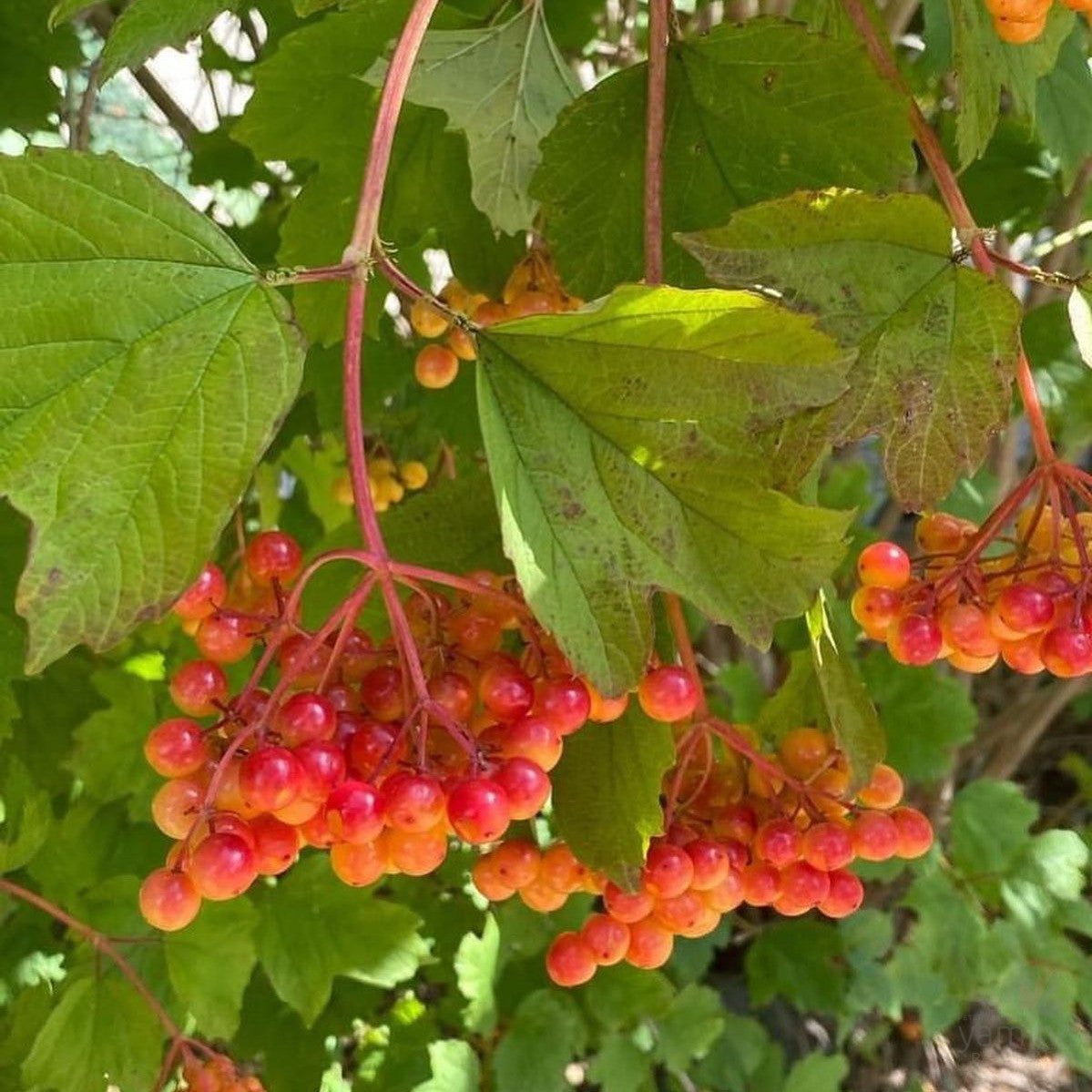 Viburnum opulus Notcutts 2