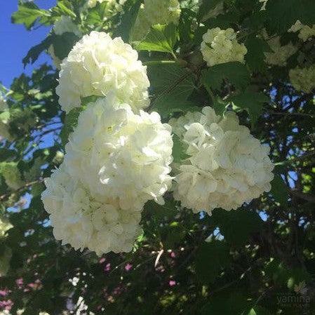 Viburnum opulus Roseum 1