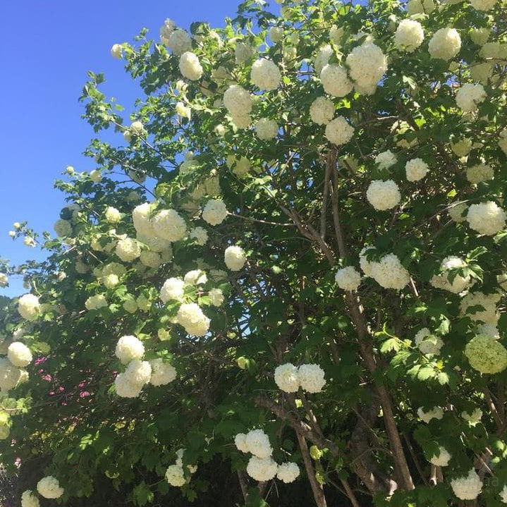 Viburnum opulus Roseum 2