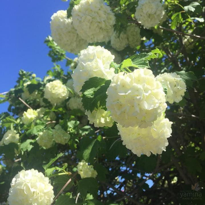 Viburnum opulus Roseum 3