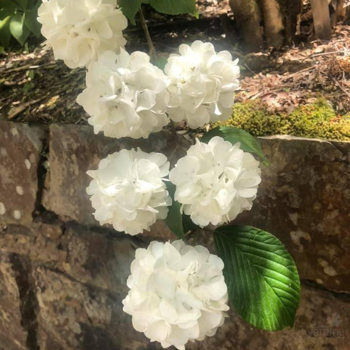 Viburnum plicatum Grandiflorum 1