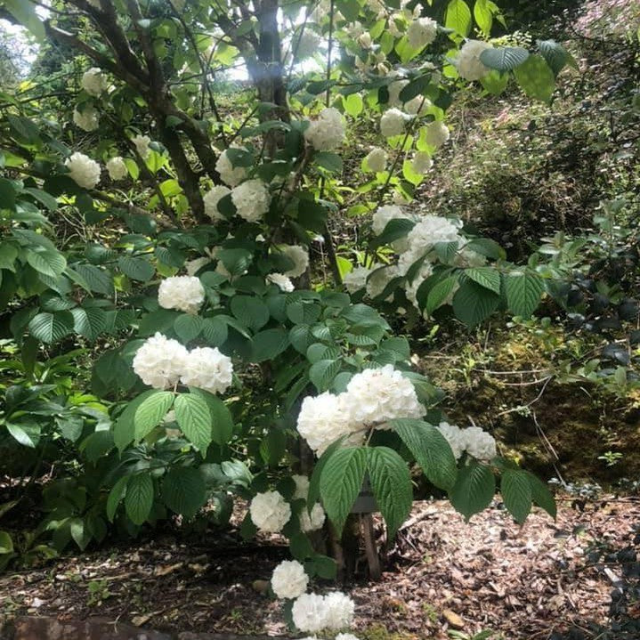 Viburnum plicatum Grandiflorum 2