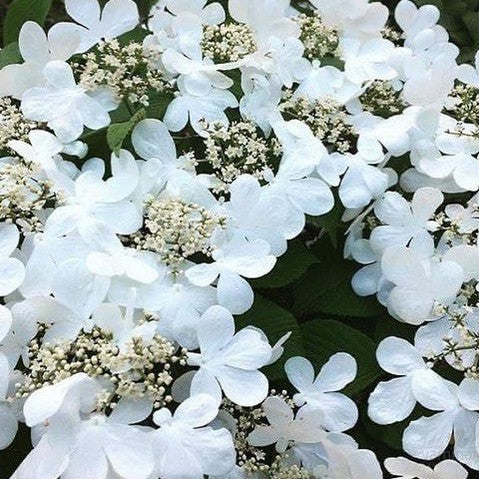 Viburnum plicatum Lanarth 1