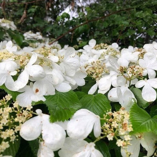 Viburnum plicatum Lanarth 2