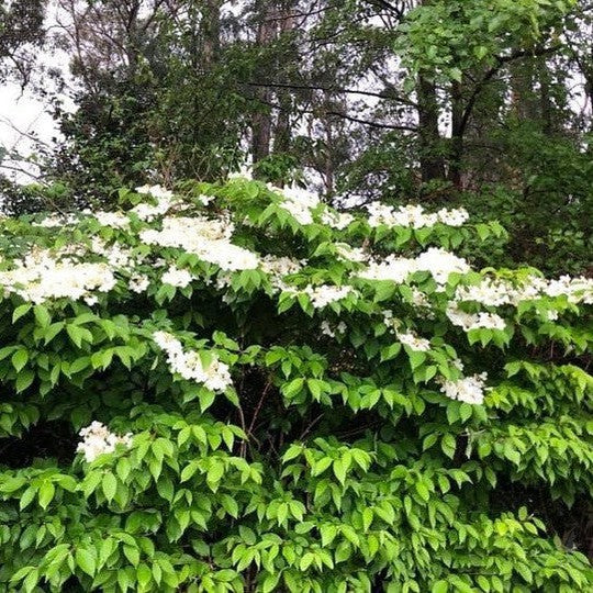 Viburnum plicatum Lanarth 3