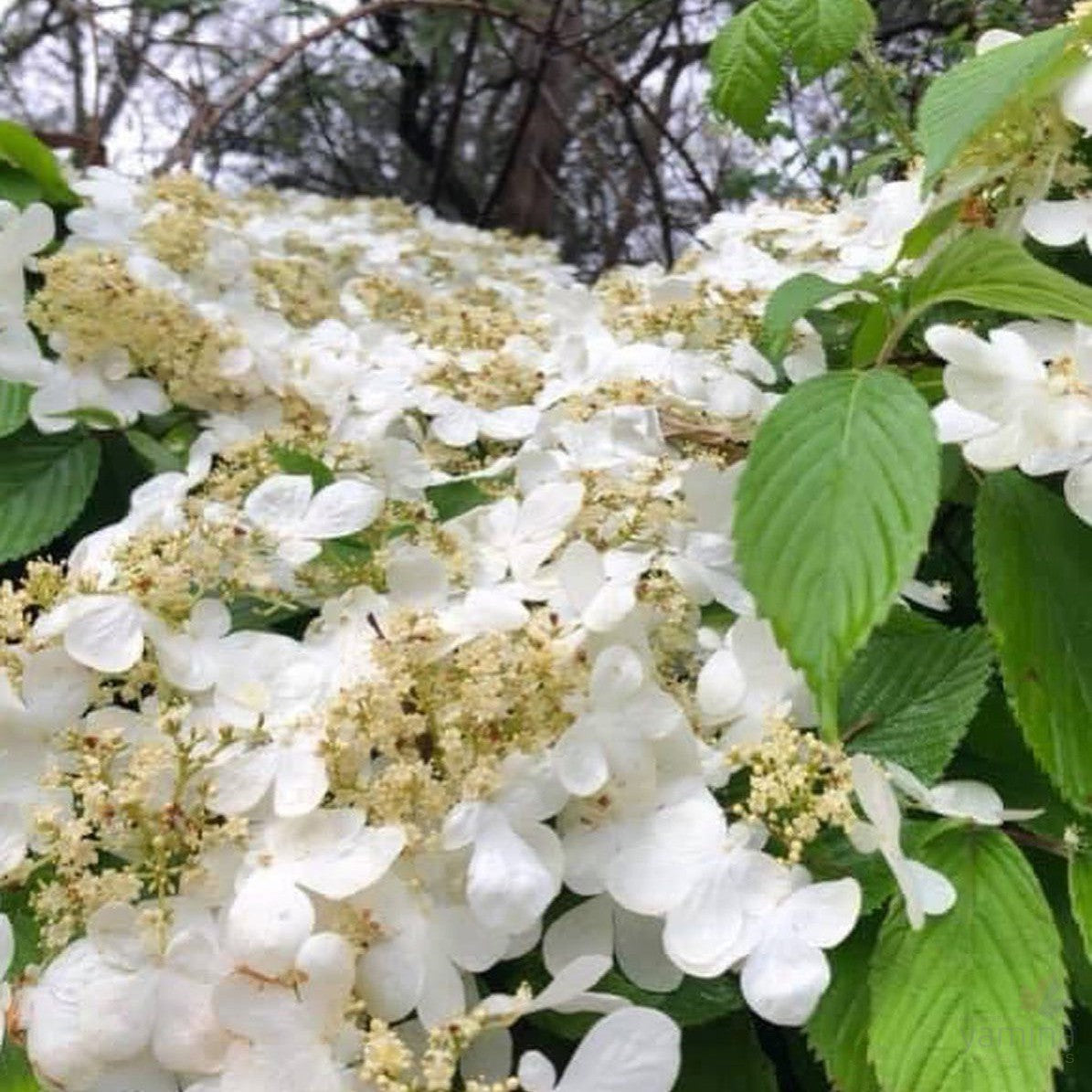 Viburnum plicatum Lanarth 5