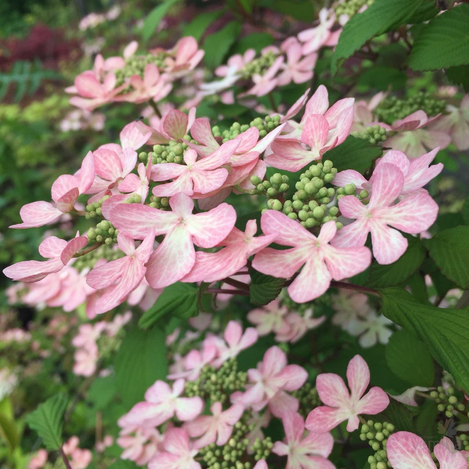 Viburnum plicatum Pink Beauty 1