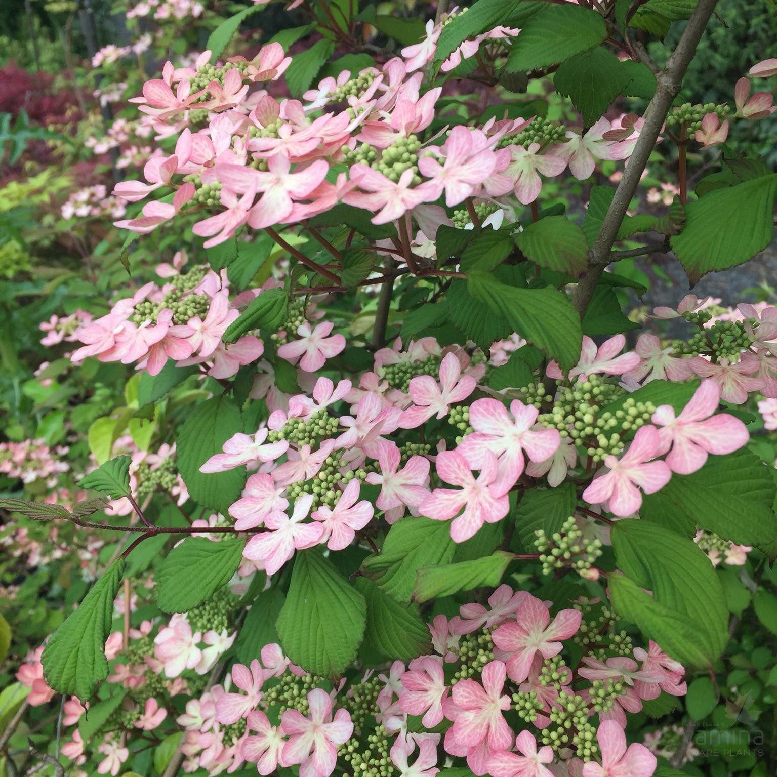 Viburnum plicatum Pink Beauty 2
