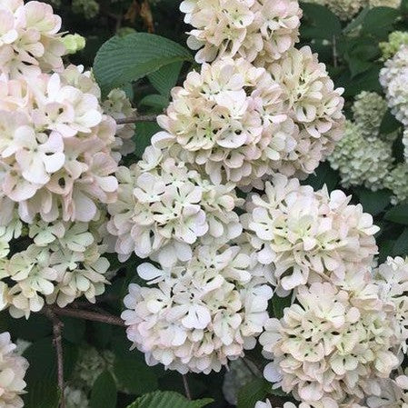 Viburnum plicatum Roseace 1
