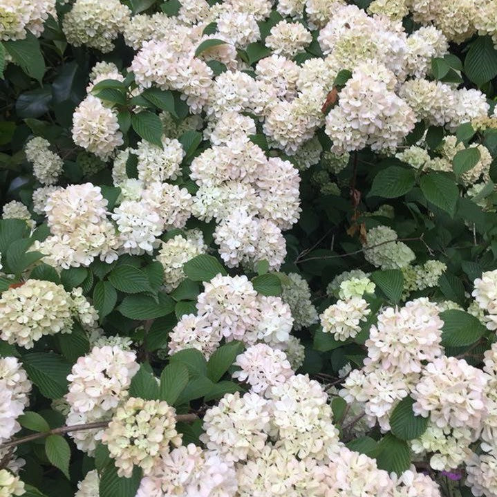 Viburnum plicatum Roseace 2