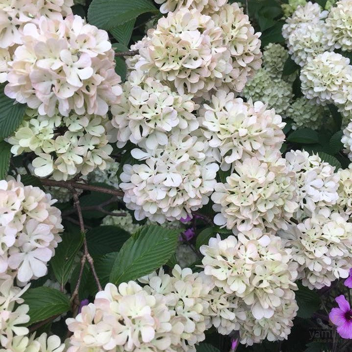 Viburnum plicatum Roseace 3