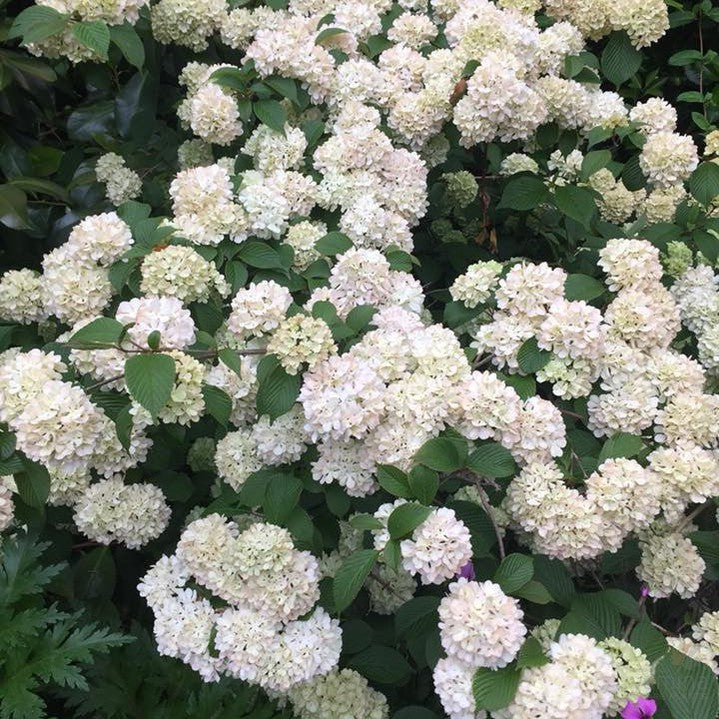Viburnum plicatum Roseace 4