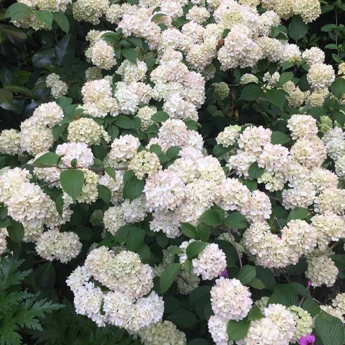 Viburnum plicatum Roseace 5
