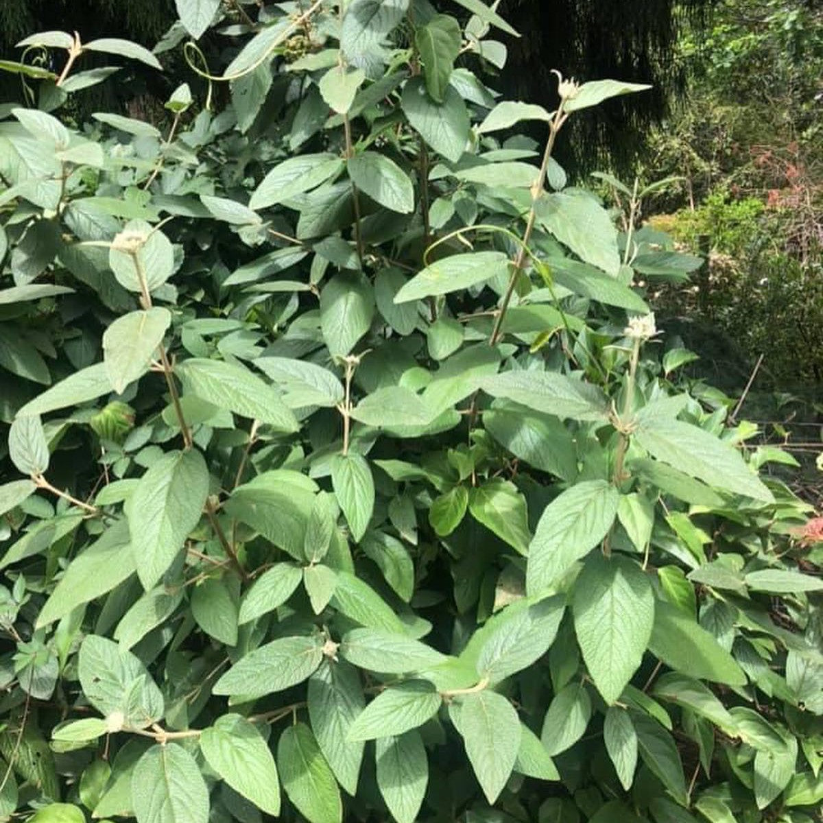 Viburnum rhytidophyllum 1
