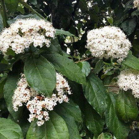 Viburnum ternatum 1