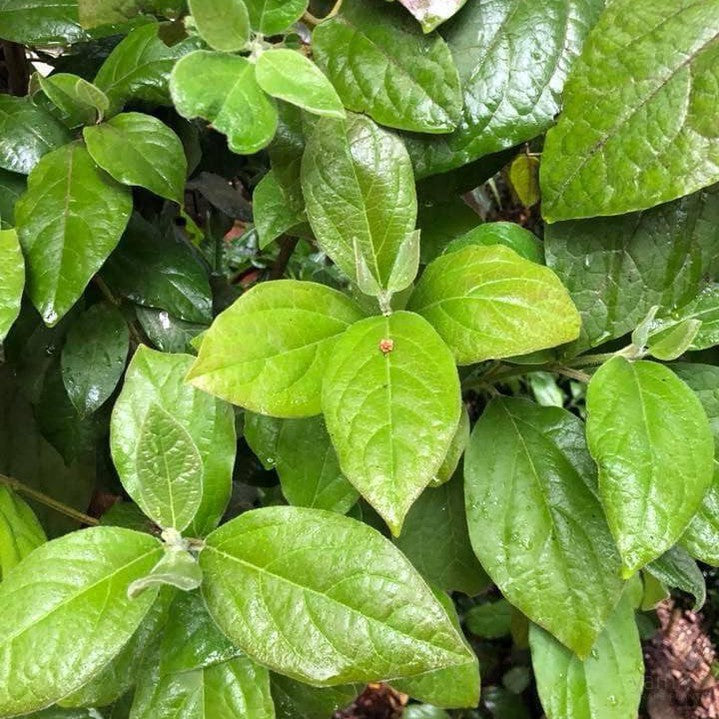 Viburnum ternatum 2