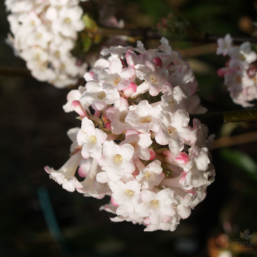 Viburnum x burkwoodii 1