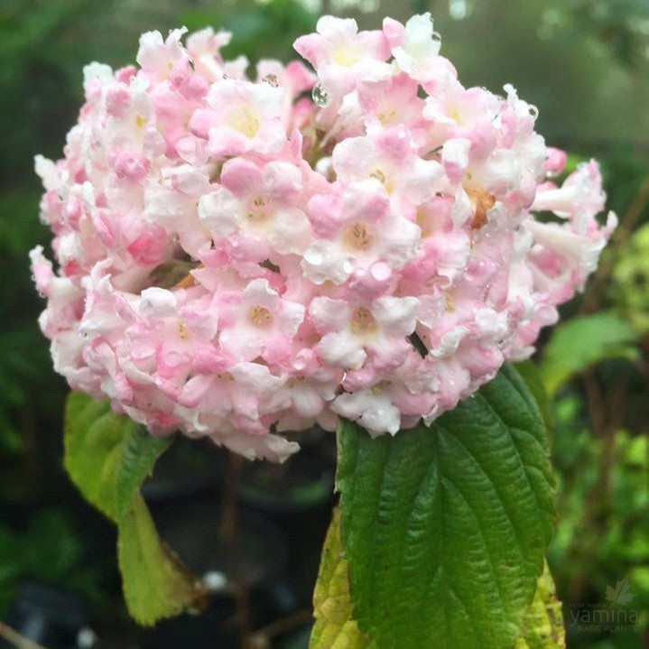 Viburnum x burkwoodii 2