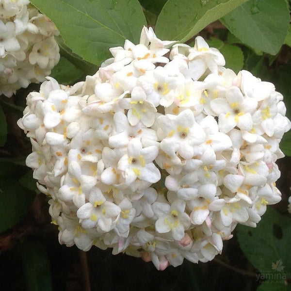 Viburnum x juddii