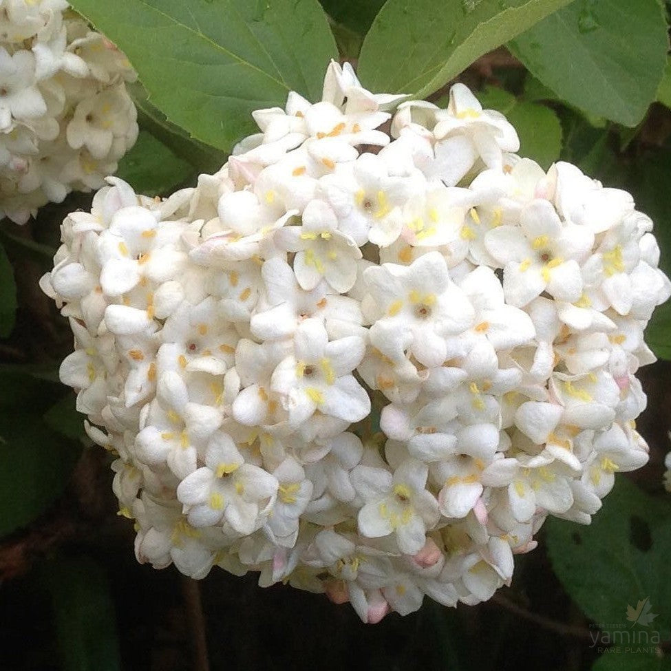 Viburnum x juddii 1