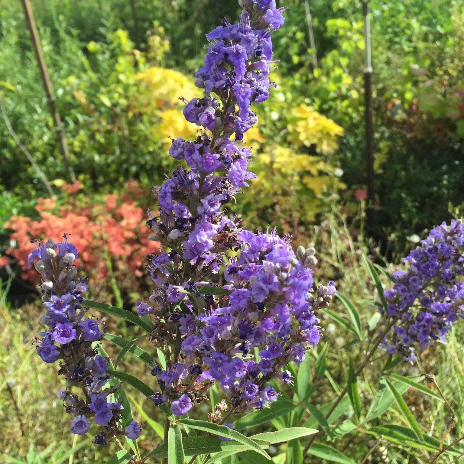 Vitex agnus-castus Abbeville Blue 2