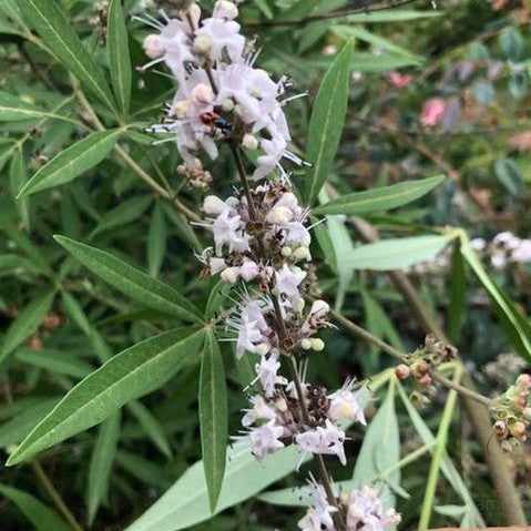 Vitex agnus-castus Alba 1